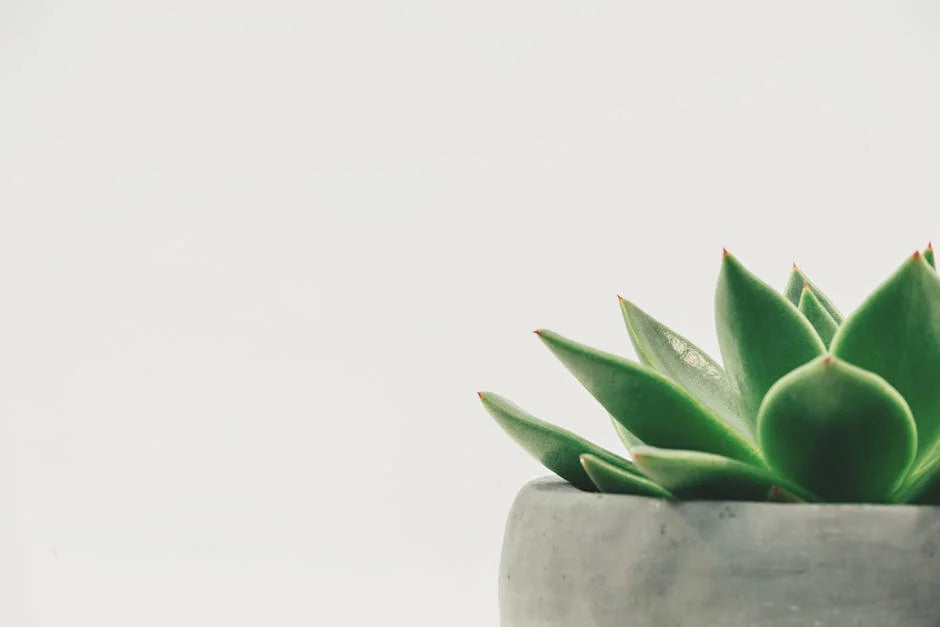 How to Choose Minimalist Decor That Lasts a Lifetime