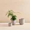 Three Botany Porcelain Plant Pots on a wooden table, designed by Aaron Probyn for Gestalt Haus.